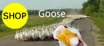 gooseショッピングサイトオープンソース製品の販売